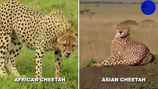 why you can,t outrun A cheetah ll jungle