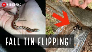 Fall Tin Flipping and Roadcruising in Georgia! Kingsnakes, Rattlesnake, Hognose and more!