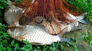 Net Fishing।Unbelievable Cast Net Fishing। Net Fishing in the Village(part-95)