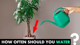 How often do you water a money tree?