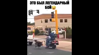 Индюк напал на мотоциклиста с ножом😂