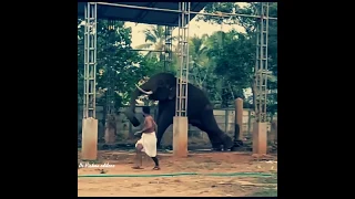 kerala elephant funny videos