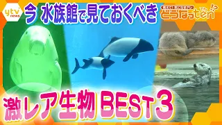 パンダイルカにジュゴン！鳥羽水族館の希少生物を大特集＆独特の展示方法で話題！琵琶湖博物館にいる珍魚とは!?