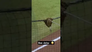 Dodgers Game Delayed by Bees 😂