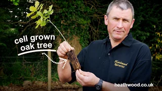 How to plant an Oak tree by Heathwood Nurseries