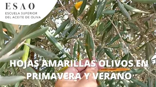 Hojas amarillas olivo en primavera y verano. Manejo y poda del olivar.