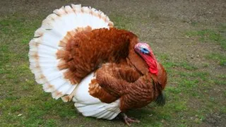 TURKEY GOBBLE 🦃 Funny Turkeys Gobbling Videos - GOBBLE GOBBLE 😂