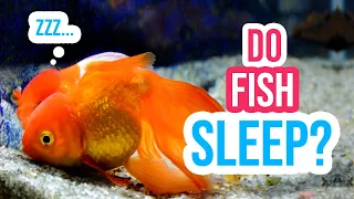 Do Fish Really Sleep? The Truth About Fish Sleep