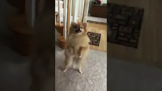 pomeranian puppies Teddy Dancing  #short