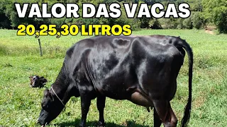 Qual o Valor das Vacas Leiteiras Jersey  na Minha Região/Pecuária Leiteira para Iniciantes