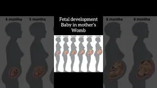 Fetal development in mother’s womb 4 to 9 months. #fetaldevelopment #baby #mother #maa