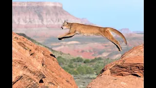 10 pics of Mountain Lions in Zion National Park