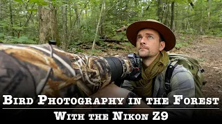 Song Bird Photography in the Forest with the Nikon Z9