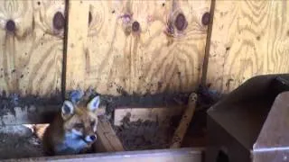 Mother Fox Collects Her Babies After Shed Eviction