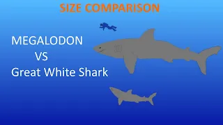 Megalodon vs Great white shark - Size Comparison - OLD VERSION