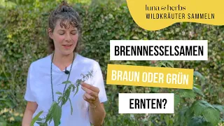 Die 3 wichtigsten Tipps für die Brennnessel Samen Ernte