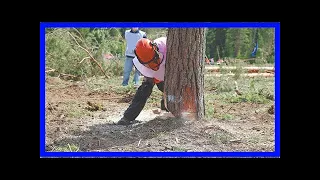 Свалить дерево. как сделать это безопасно и эффективно?