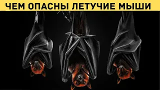 Чем опасны летучие мыши и что едят рукокрылые вампиры.