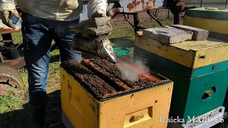 Co robimy na pasiece w marcu? Czy to dobry czas na walkę z warrozą?