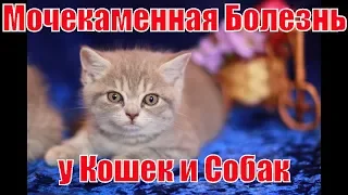 Шотландские кошки / Мочекаменная болезнь у кошек и собак.