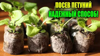 ПОСЕВ ПЕТУНИИ ПОПУЛЯРНЫМ СПОСОБОМ В ТАБЛЕТКИ!