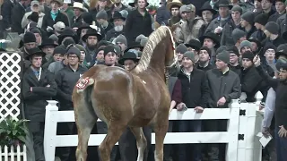 RBM Thunder's April - Lot 371 Mid-America Draft Horse Sale