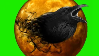 Flying black birds video effect green screen no copyright Horror Raven chroma key