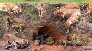 Lion Combines With Leopard Down To Warthog's Cave To Hunt - The Harsh Life Of Wild Animals 2023