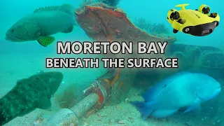 MORETON BAY UNDERWATER | Wrecks, Fish, Rays, Sharks, Squid, Turtles
