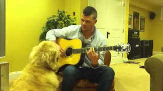 Golden Still Loves Guitar, but NOT my Voice !!