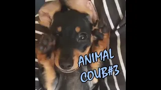 Приколы с животными | BEST ANIMAL COUB EVER №3