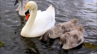 A young swan attacks mother duck and her ducklings