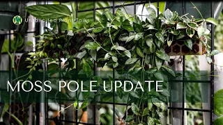 Transform Your Indoor Garden with Hoya Plants: The Ultimate Moss Pole Guide!