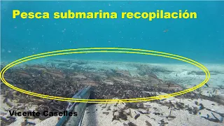 Pesca submarina recopilación tiros a lubinas, salmonetes, pulpo y otras imágenes