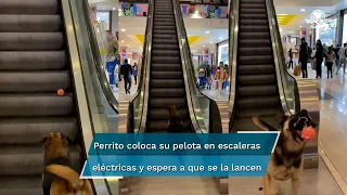 Lomito causa ternura entre usuarios al jugar en escaleras eléctricas de un centro comercial