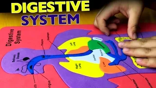 Squishy Human Body Parts. Digestive System puzzle for kids. 1st-2nd-3rd grade. Let's play kids