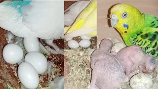 Breeding Progress of All Birds In September | Breeding Birds At Home | Breeding Birds Checkout