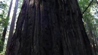 giant bigfoot - coastal redwood in california