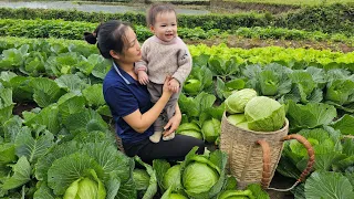 3 Days - 19 Year Old Single Mother - Harvesting Cabbage to market sell - Cooking