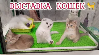 Выставка кошек/ породистые кошки на выставке в Москве 2022