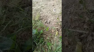 giving a grasshopper to a garden spider