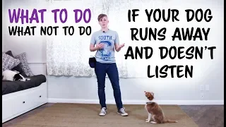 What TO do and what NOT to do if your dog runs away and doesn't listen