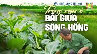 Những  bó rau được vận chuyển từ sông Hồng đến phiên chợ sáng | Nhịp sống Hà Nội