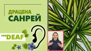 Драцена Санрэй { СУРДОПЕРЕВОД } редкий сорт необыкновенной красоты