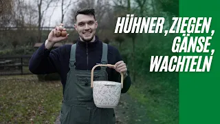 Meine Morgenroutine bei den Tieren | Hühner, Ziegen, Gänse, Wachteln