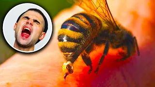 Top 8 Most Painful Stinging Insects