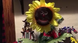 Rare singing dancing sunflower!