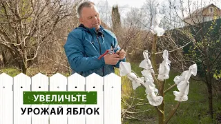 Самый правильный способ прививки за кору. СМОЖЕТ КАЖДЫЙ САДОВОД!