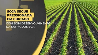 Soja segue pressionada em Chicago com bom desenvolvimento da safra dos EUA