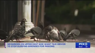 Pigeons flock to Upper East Side as cab driver dumps birdseed on sidewalks